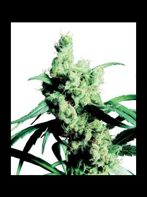 Sensi Seeds - Silver Haze