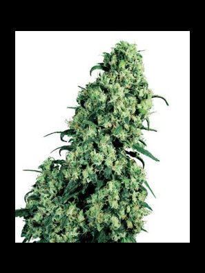 Sensi Seeds - Skunk #1