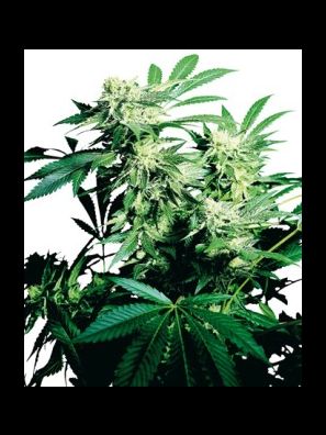 Sensi Seeds - Skunk Kush