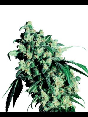 Sensi Seeds - Super Skunk