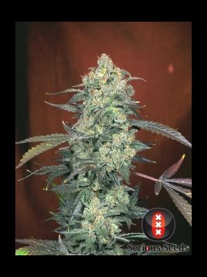 Serious Seeds - AK 47