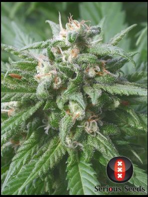 Serious Seeds - Biddy Early