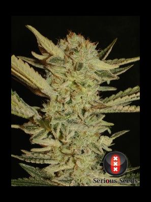 Serious Seeds - Bubble Gum