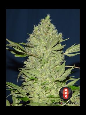 Serious Seeds - Chronic