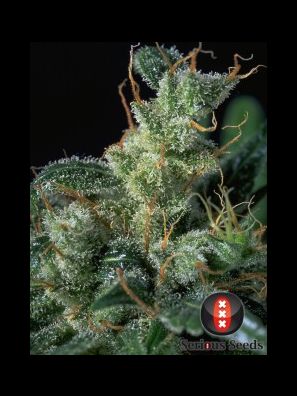 Serious Seeds - Kali Mist