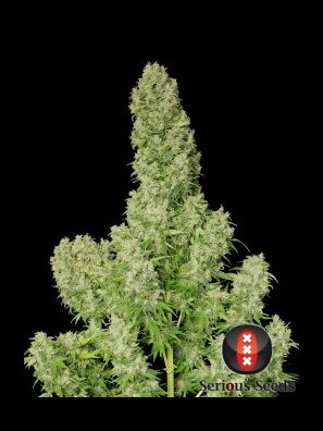Serious Seeds - White Russian