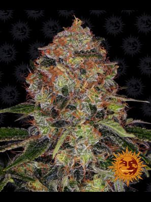 Barneys Farm - Shiskaberry