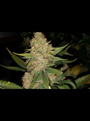 Southseeds - O.G Haze