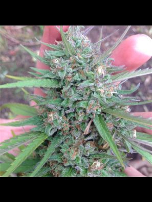 Southseeds - Skunk #1