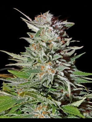 Southseeds - Super Lemon Haze F2