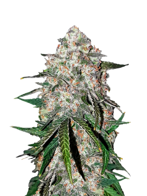FastBuds - Smoothie Auto