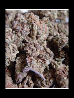 Soma Seeds - Amnesia Haze