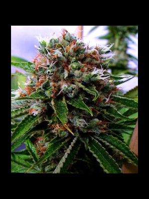 Soma Seeds - Buddha's sister