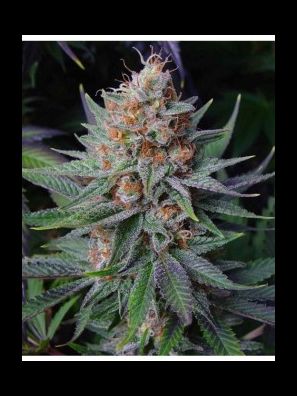 Soma Seeds - Lavender