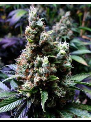 Soma Seeds - NYC Diesel