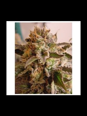 Soma Seeds - Rockbud