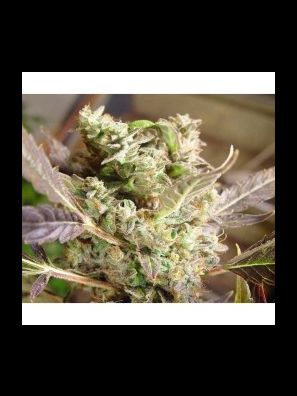 Soma Seeds - Somango