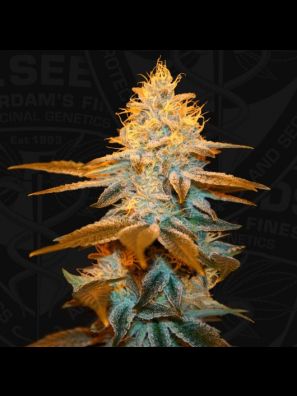 Strawberry Glue T.H.Seeds™