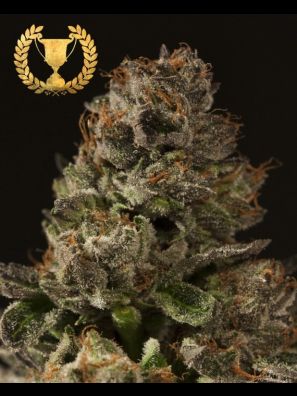 Devils Harvest - Strawberry Sour Diesel - Regular