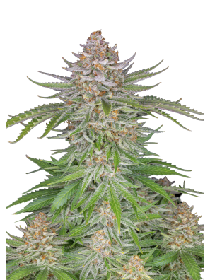 FastBuds - Strawberry Pie Auto