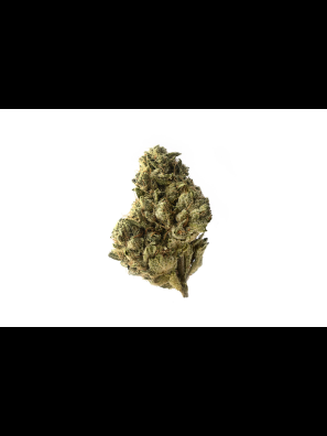 Amsterdam Genetics - Strawberry Glue