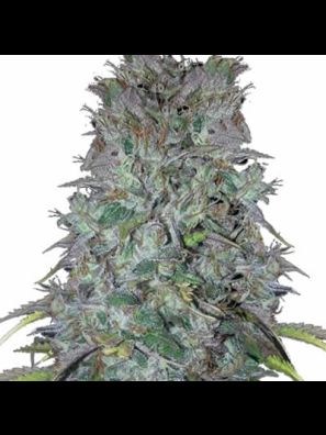 Southseeds - Super Kush