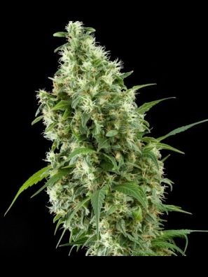 Southseeds - Super Silver A/F
