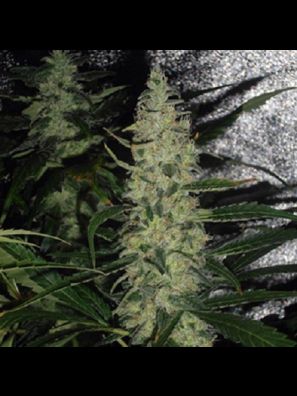 Southseeds - Silver Skunk