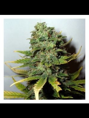 Southseeds - Super Skunk