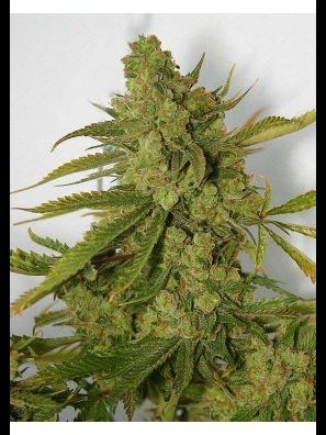 Southseeds - Super Jack A/F