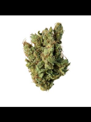 Amsterdam Genetics - Super Silver Haze