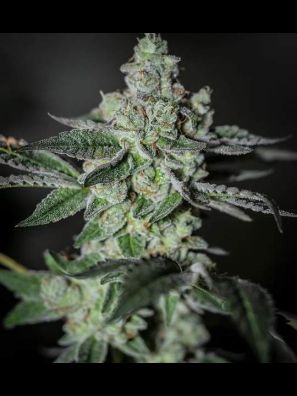 Southseeds - Super Silver Haze