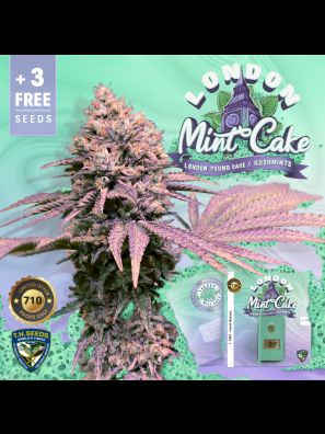 London Mint Cake by T.H.Seeds™ 710 6+1 Free pack