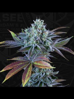 Auto French Cookies by T.H.Seeds™