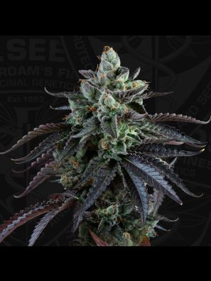 Auto French Macaron by T.H.Seeds™