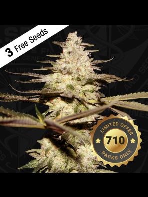CaliFunk by T.H.Seeds™