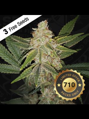 Hazanana by T.H.Seeds™