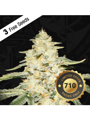 Wy-Kiki by T.H.Seeds™-7 seeds per bag