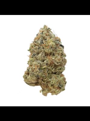 Amsterdam Genetics - Tangerine G13