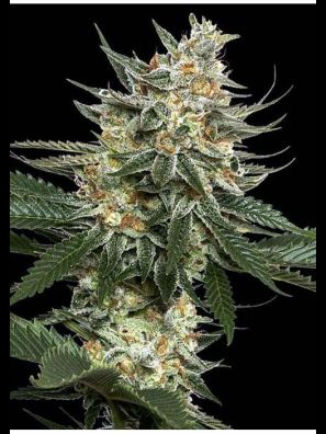 Southseeds - Tangie 020