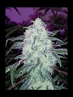 Elev8 Seeds - Blackberry Dream