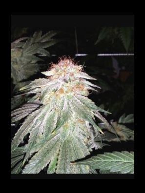 Elev8 Seeds - Blue Dream