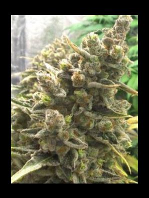 Elev8 Seeds - Bruce Banner OG
