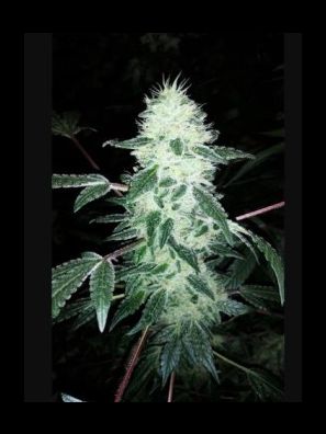 Elev8 Seeds - Gorilla Cookies