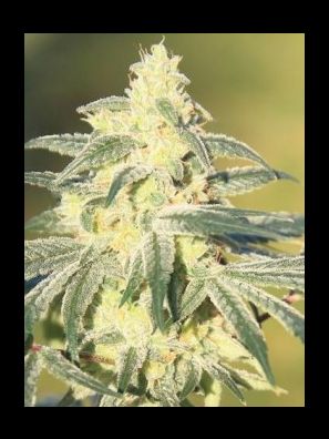 Elev8 Seeds - Gorilla Glue #4