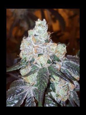 Elev8 Seeds - Harlequin CBD