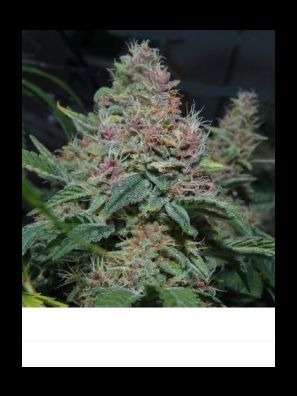 Elev8 Seeds - Pink Gorilla