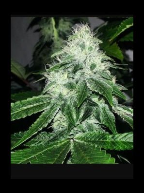 Elev8 Seeds - Sour Diesel