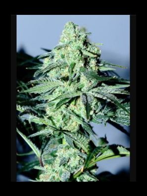 Elev8 Seeds - Sour Patch Kiss
