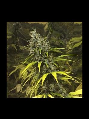 Elev8 Seeds - Super Silver Haze